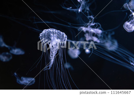 Fluorescent jellyfish swimming underwater aquarium pool. 111645667