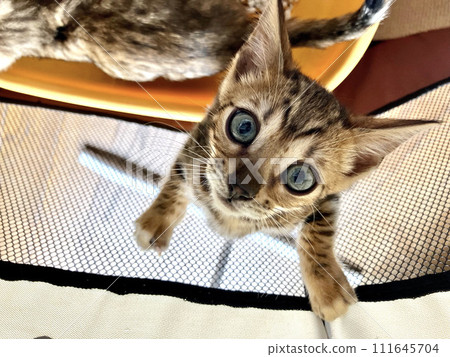 Bengal kitten 111645704