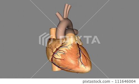 The heart is a muscular organ in most animals. This organ pumps blood through the blood vessels of the circulatory system The heart is a muscular organ in most animals. This organ pumps blood through the blood vessels of the circulatory system 111646004