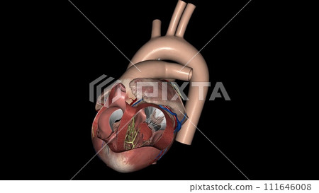 Heart, anterior fascicle Heart, anterior fascicle 111646008
