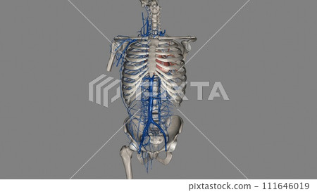 Trunk veins are those that are located in the trunk of the body, or that stem from this area and run into the arms 111646019