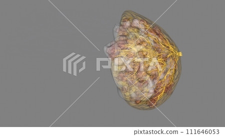 A lactiferous duct collects the milk from the lobules within each lobe and carries it to the nipple 111646053