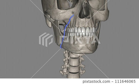 The facial vein, also referred to as the anterior facial vein, is a paired vessel and the main vein of the face 111646065