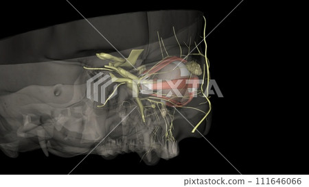 The eye ; light reflex, is regulated by three structures: the ; retina, the pretectum, The eye ; light reflex, is regulated by three structures: the ; retina, the pretectum, 111646066