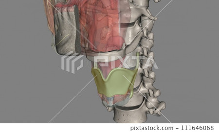 The thyrohyoid membrane (or hyothyroid membrane) is a broad, fibro-elastic sheet of the larynx The thyrohyoid membrane (or hyothyroid membrane) is a broad, fibro-elastic sheet of the larynx 111646068