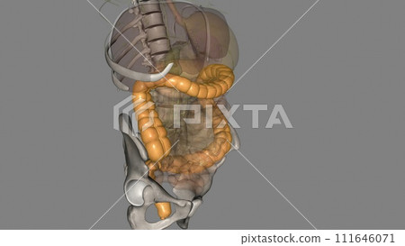 The large intestine is responsible for processing indigestible food material 111646071