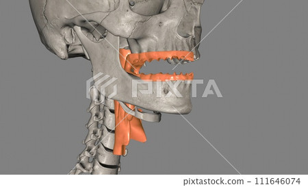 The oropharynx is the middle chamber of the pharynx that passes food from the mouth into the laryngopharynx 111646074