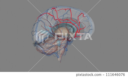 The anterior cerebral artery is the terminal branch of the communicating segment (C7) of the internal carotid artery The anterior cerebral artery is the terminal branch of the communicating segment (C7) of the internal carotid artery 111646076