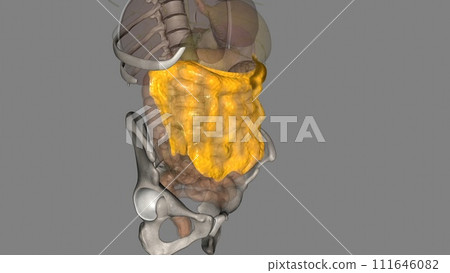The greater omentum is a two-leaflet hammock of fibro-fatty tissue that extends from the greater curvature 111646082