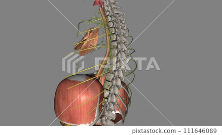 They receive efferent lymphatic vessels running around the intercostal space and emerging from between the muscles 111646089