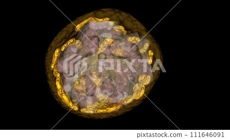 Adipose Tissue. The female breast is mostly made up of a collection of fat cells called adipose tissue Adipose Tissue. The female breast is mostly made up of a collection of fat cells called adipose tissue 111646091