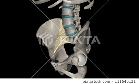 The anterior longitudinal ligament is a ligament that extends across the anterior/ventral aspect of the vertebral bodies 111646121