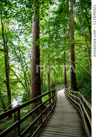 Young Woman On Forest Hiking Walk Near Village Betws-y-Coed In Snowdonia National Park In Wales, United Kingdom Young Woman On Forest Hiking Walk Near Village Betws-y-Coed In Snowdonia National Park In Wales, United Kingdom 111646921