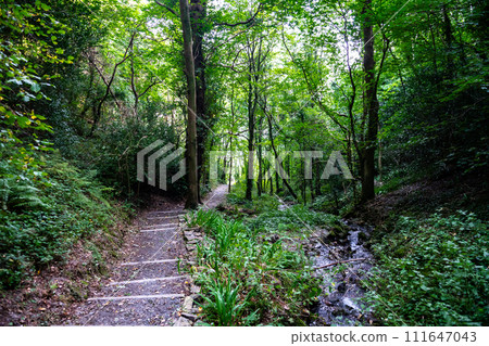 Hiking Trail Through Barmouth Forest And Creek Near Mawddach Estuary In Wales, United Kingdom Hiking Trail Through Barmouth Forest And Creek Near Mawddach Estuary In Wales, United Kingdom 111647043
