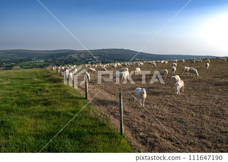 Flock Of Grazing Sheep At Dinas Head In Pembrokeshire In Wales, United Kingdom Flock Of Grazing Sheep At Dinas Head In Pembrokeshire In Wales, United Kingdom 111647190