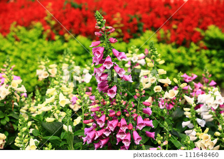 地黃, 女士手套, 女士手套, 女士手套, 指頂花, 金鈴花, 女士手套, 毒草, 女士手套 111648460