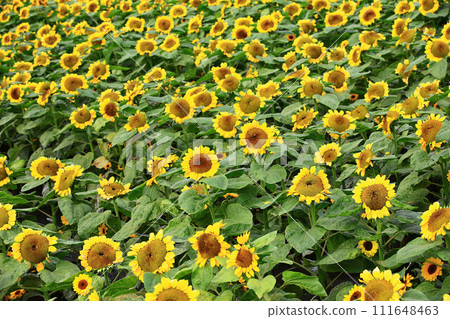 開放的向日葵花海(向日葵、蜀葵、向日葵、朝日葵、向日葵、向日葵、向日葵、向日葵、白花、葵花、向日葵) 開放的向日葵花海(向日葵、蜀葵、向日葵、朝日葵、向日葵、向日葵、向日葵、向日葵、白花、葵花、向日葵) 111648463