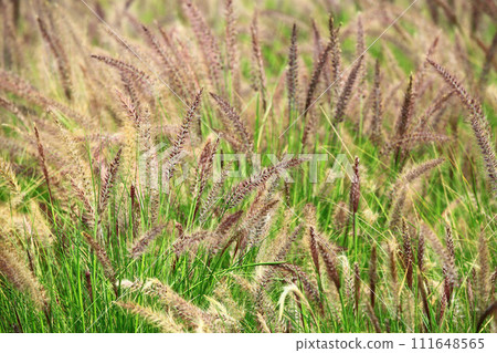 野兔狼尾草、紫葉狼尾草、紫狼尾草、紫夢狼尾草 野兔狼尾草、紫葉狼尾草、紫狼尾草、紫夢狼尾草 111648565