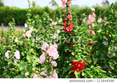 自由流動紅色日本粉紅舒葵花、一條紅、成熟花、麻花、惠比壽葵、武葵、英葵、小葵 自由流動紅色日本粉紅舒葵花、一條紅、成熟花、麻花、惠比壽葵、武葵、英葵、小葵 111648566