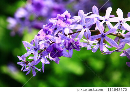 Indigo wisteria, Suzuha wisteria, Kugan wisteria, Sand paper leaf wisteria, Sand paper wisteria, Queen flower ring, Indigo wisteria Indigo wisteria, Suzuha wisteria, Kugan wisteria, Sand paper leaf wisteria, Sand paper wisteria, Queen flower ring, Indigo wisteria 111648570