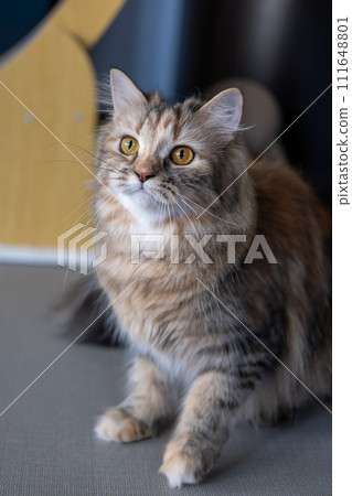 Close up of cute fluffy brown cat. Mixed breed cat between Maine Coon and Scottish Fold. 111648801