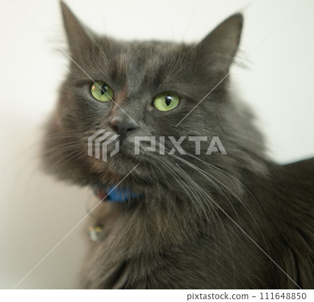 Elegant Gray Longhair Cat Portrait Elegant Gray Longhair Cat Portrait 111648850