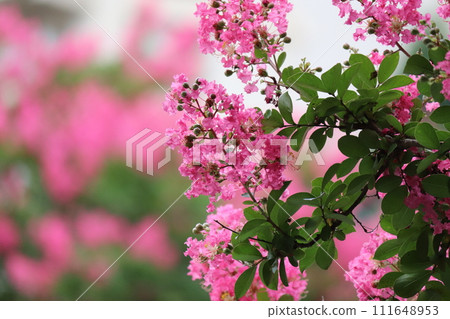 Pink crape myrtle flowers are blooming Pink crape myrtle flowers are blooming 111648953
