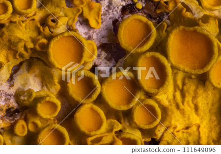Yellow maritime sunburst lichen - Xanthoria parietina - background 111649096