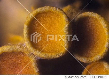 Yellow maritime sunburst lichen - Xanthoria parietina - background 111649098