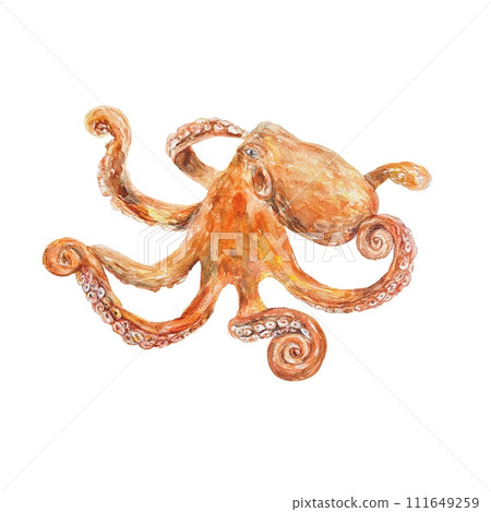 Octopus watercolor. Illustration on a marine theme, isolated on a white background. Cards, sea banners, labels, aquarium templates, invitations. Octopus watercolor. Illustration on a marine theme, isolated on a white background. Cards, sea banners, labels, aquarium templates, invitations. 111649259