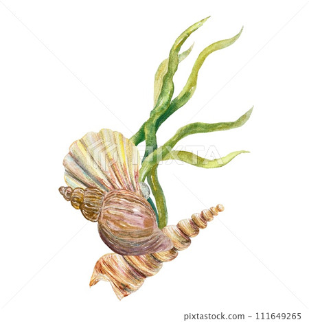 Shells, algae, watercolor. Illustration on a marine theme isolated on a white background. Cards, labels, invitations, posters, travel banners, flyers. Shells, algae, watercolor. Illustration on a marine theme isolated on a white background. Cards, labels, invitations, posters, travel banners, flyers. 111649265