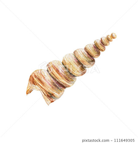Seashell watercolor, cone. Illustration on a marine theme isolated on a white background. Cards, invitations, labels, travel banners, flyers, covers. Seashell watercolor, cone. Illustration on a marine theme isolated on a white background. Cards, invitations, labels, travel banners, flyers, covers. 111649305