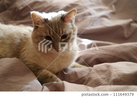 Front view of a cute beautiful Siamese breed cat on a classic brown blanket Front view of a cute beautiful Siamese breed cat on a classic brown blanket 111649379
