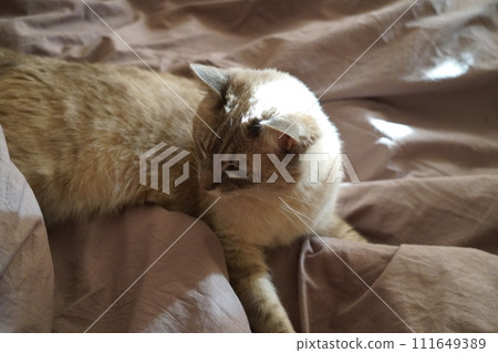 Front view of a cute beautiful Siamese breed cat on a classic brown blanket 111649389