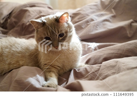 Front view of a cute beautiful Siamese breed cat on a classic brown blanket 111649395