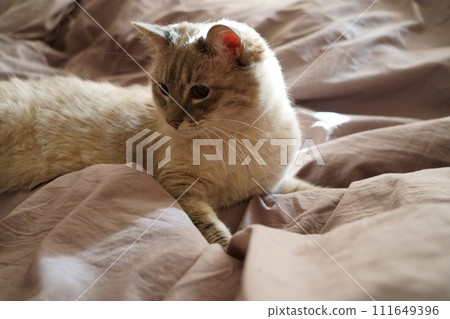 Front view of a cute beautiful Siamese breed cat on a classic brown blanket 111649396