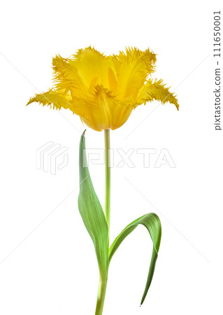 Yellow tulip isolated on white background Yellow tulip isolated on white background 111650001