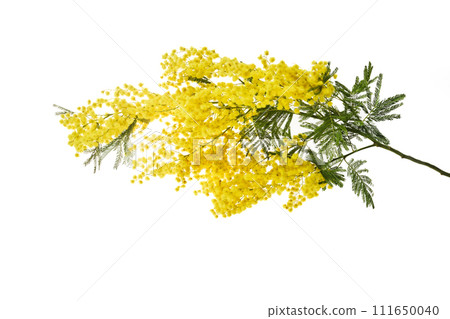Mimosa flowers isolated on white backgrounds. 111650040
