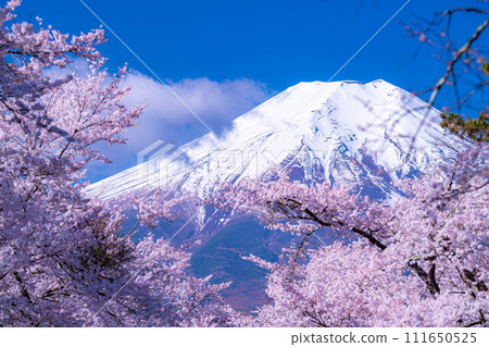 [春季材料]忍野村和富士山的櫻花[山梨縣] 111650525
