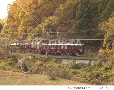 Maroon running through the autumn leaves Maroon running through the autumn leaves 111650578