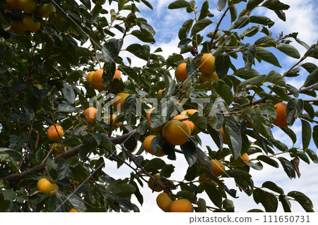 已上色的莊內柿子 111650731