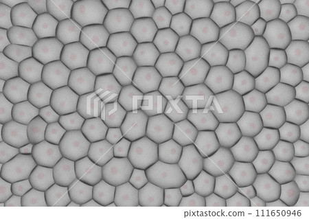 多個細胞的圖像 - 有很多噪音 111650946