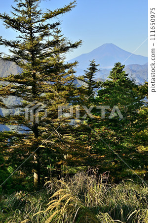 從丹澤姬繼展望台透過落葉鬆的黃葉眺望富士山 111650975