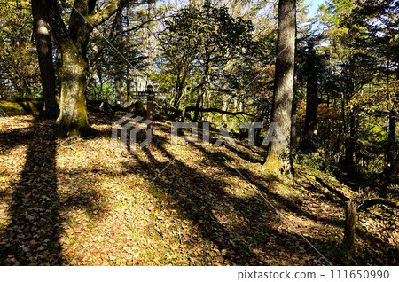 丹澤山晝、地藏平路標與大樹排列 111650990