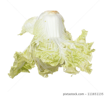 Chinese Cabbage fly in mid air, green fresh vegetable chinese cabbage falling leaf. Organic fresh vegetable with eaten leaf of chinese cabbage, close up texture. White background isolated freeze 111651135