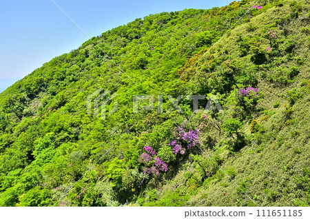 From Tanzawa's Houki Sugisawa no Kashira: Fudonomine in early summer 111651185