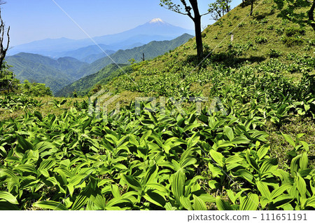丹澤的丹澤山，透過葉下珠的嫩葉眺望富士山 111651191