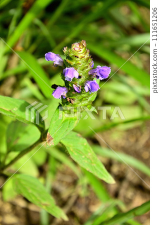Ishiwariyama of Doshi Mountain Massif, Nepenthes Ishiwariyama of Doshi Mountain Massif, Nepenthes 111651206
