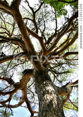 Ishiwariyama in Doshi Mountain Massif, red pine at Nijumagari Pass 111651208