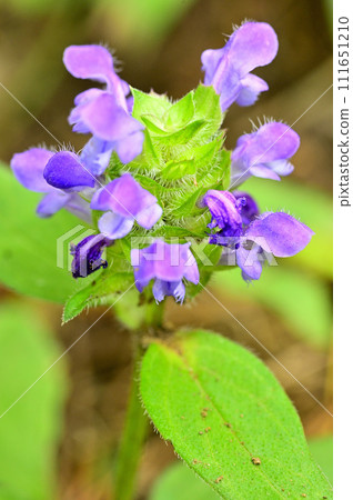 多西山的砂須山、豬籠草 111651210